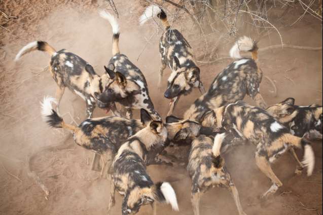 Wild dogs in Kruger and Greater Kruger National Park
