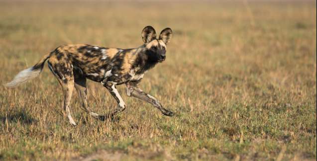 Wild dog in Kafue Zambia