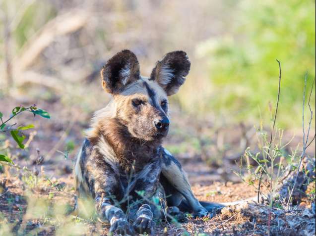 Hwange safari wild dog sightings