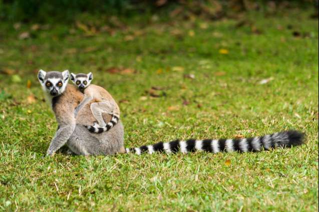 Lemurs madagascar