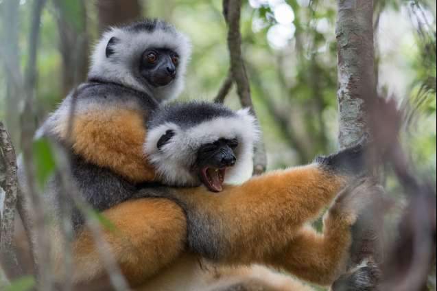 Sifaka andasibe-mantadia national park