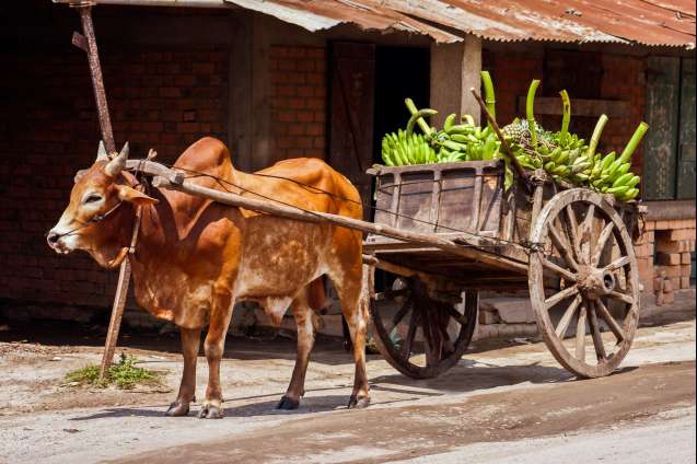 Zebu-cart Ankify north madagascar