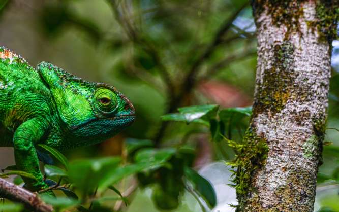 Chameleon in Madagascar