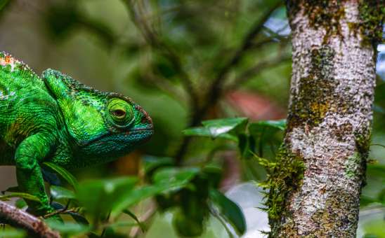 Chameleon in Madagascar