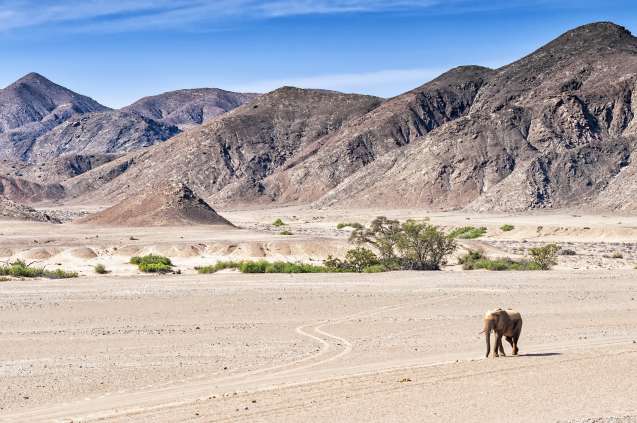 Desert elephant overland safari in Namibia