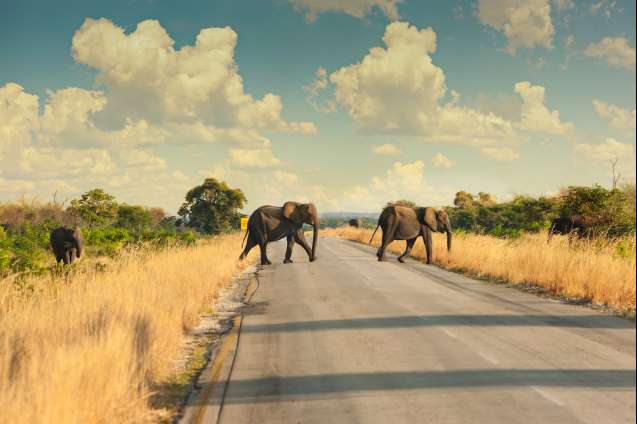 Botswana overland journey Kasane elephant on the road
