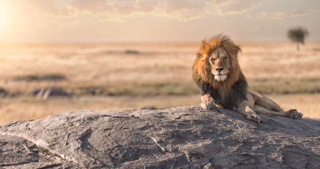 Big 5 overland safaris