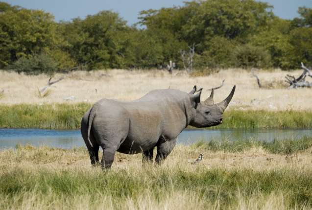 Etosha black rhino