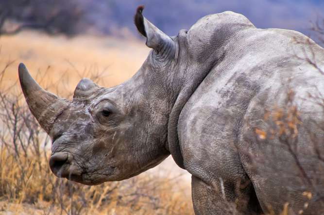 Khama Rhino Sanctuary Botswana