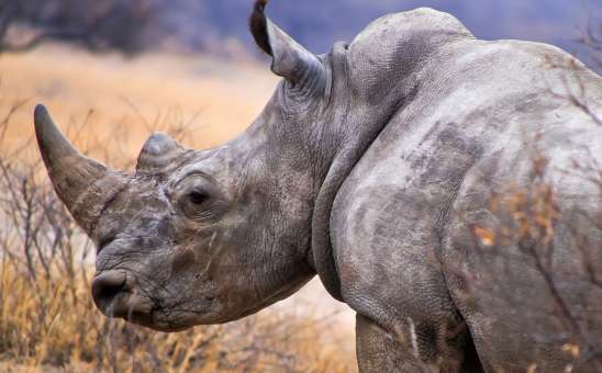 Black vs White Rhino: How to Tell the Difference