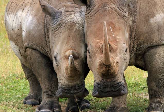 Lake Nakuru white rhinos with square lip