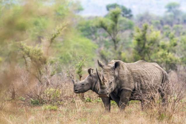 White rhinoceros Kruger National Park