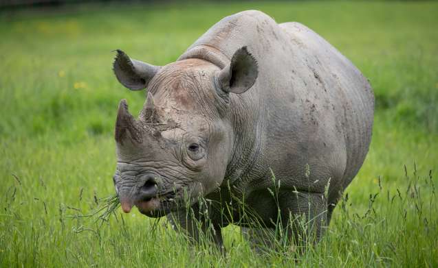 Triangle-shaped lip of teh black rhino
