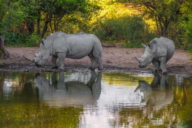 Mother white rhino with its calf, Khama rhino sanctuary Botswana