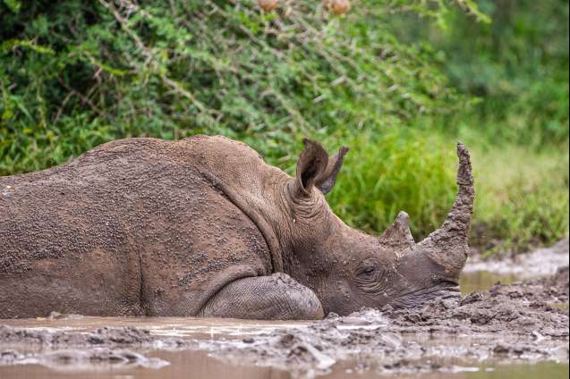 White rhino Hluhluwe iMfolozi