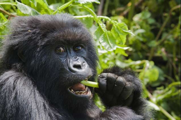 East Africa gorilla trekking safari