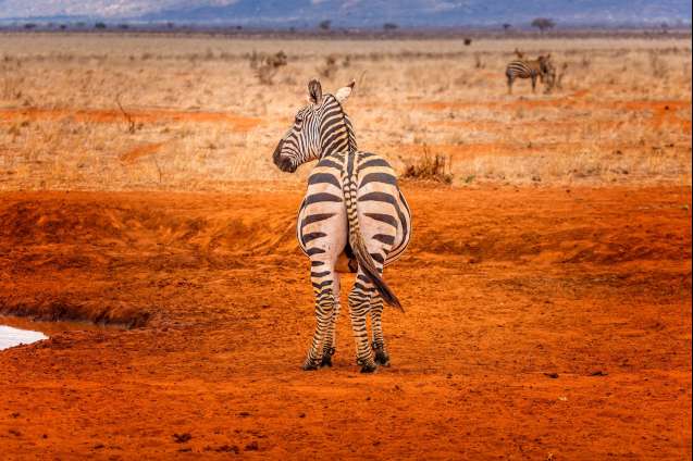 Tsavo safari in Kenya