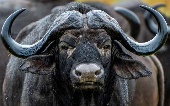 African buffalo kruger big five safari