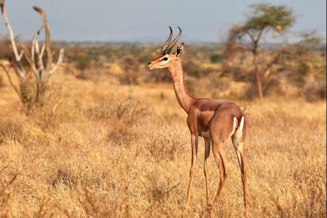 Gerenuk special 5 in Samburu safari