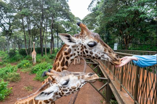 Wildlife attractions on Kenya safari