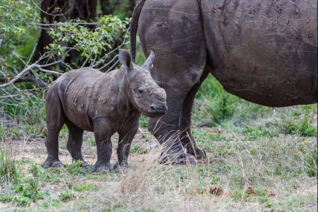 Rhinoceros sabi sands