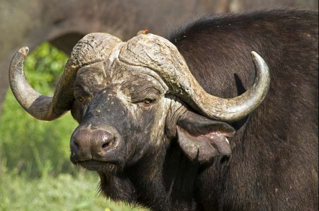 Buffalo Timbavati private safari