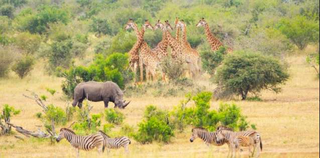 Greater kruger shared wildlife