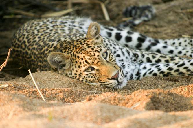 Leopard sabi sands greater kruger national park