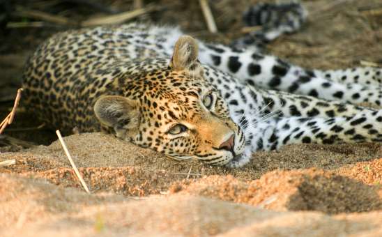 Leopard sabi sands greater kruger national park