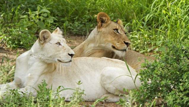 Timbavati lions