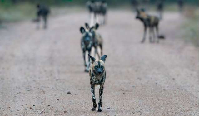 Timbavati wild dogs