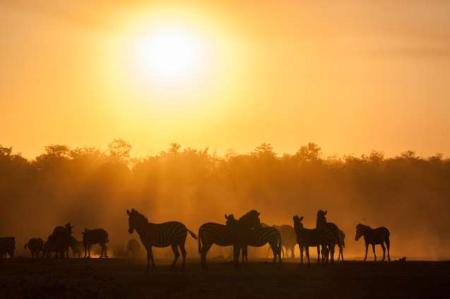 Zebras at sunset