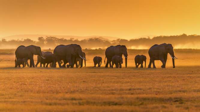 Peak season safaris in Africa