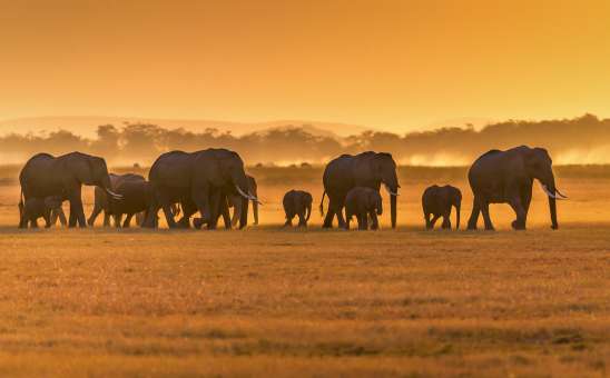 Best-Value African Safaris for Peak Season (June-October 2026)