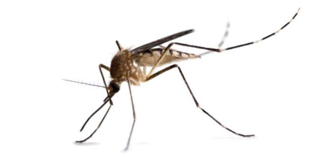 Malaria prevention safari packing list