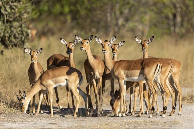 Khwai River Concession abundant wildlife