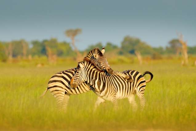 Wildlife in Moremi