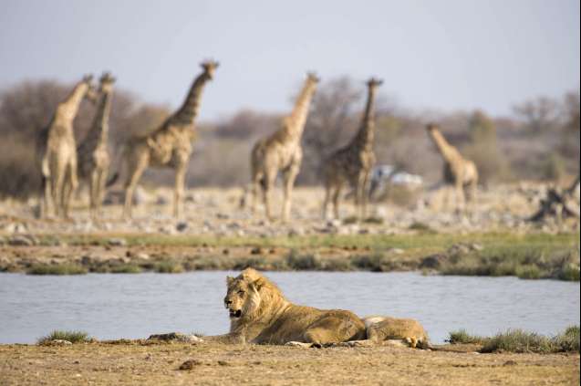 Etosha National park overland stop