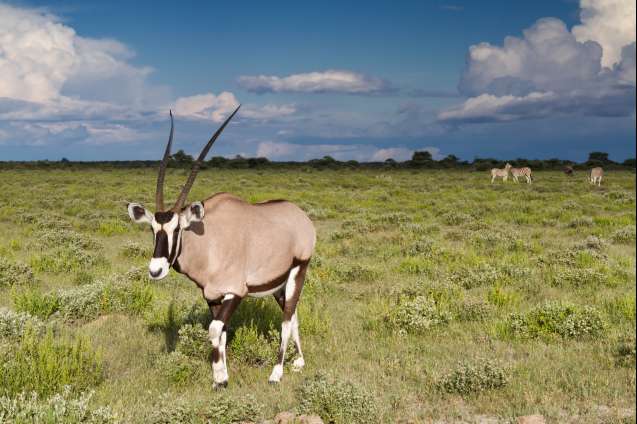 Oryx in Etosha overland safari