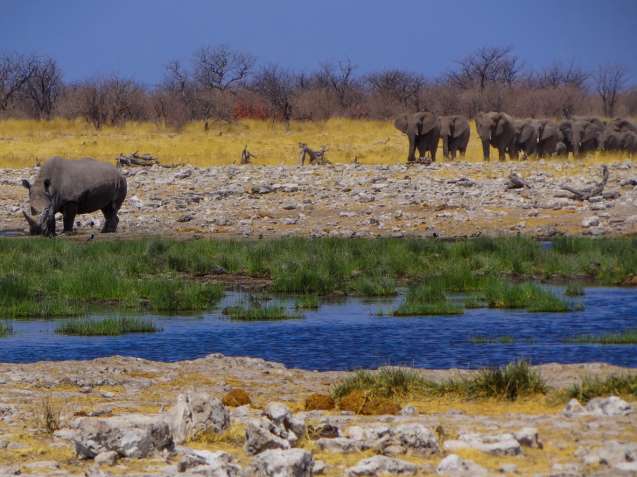 Green season overland in Etosha