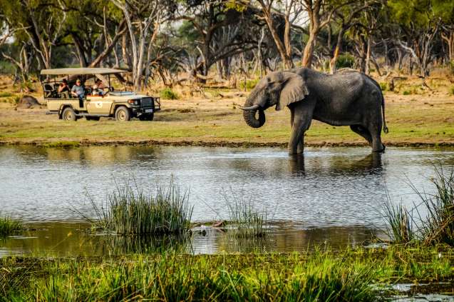 Quiet botswana safari fewer crowds in the green season