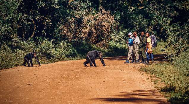 Chimpanzees in Kibale Uganda