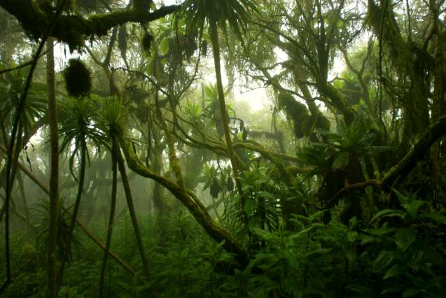 Rwenzori mountains Uganda