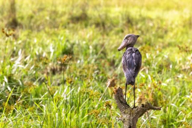 Shoe bill stork queen elizabeth national park