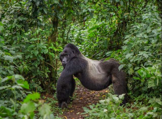Silverback gorilla in bwindi uganda