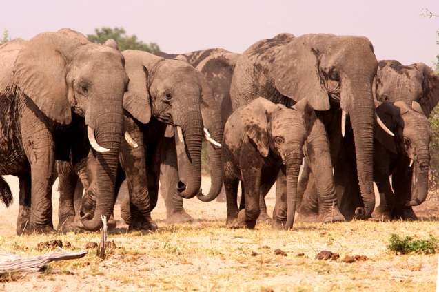 Elephants chobe
