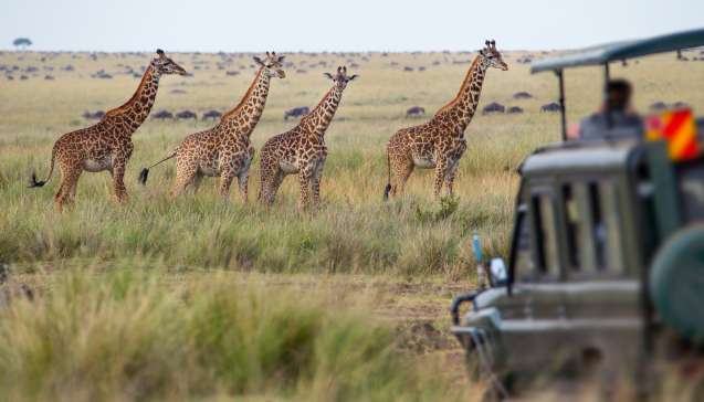 Giraffe on Serengeti safari