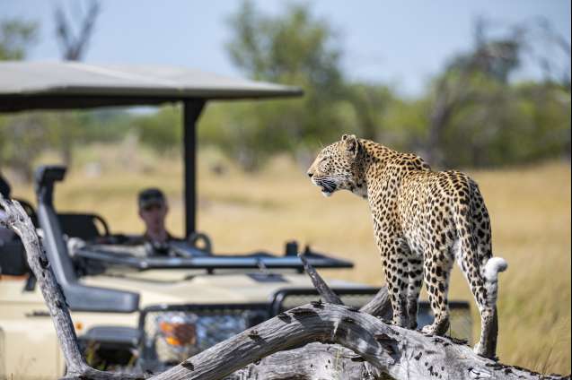 Leopard Okavango Delta Botswana flyin or overland