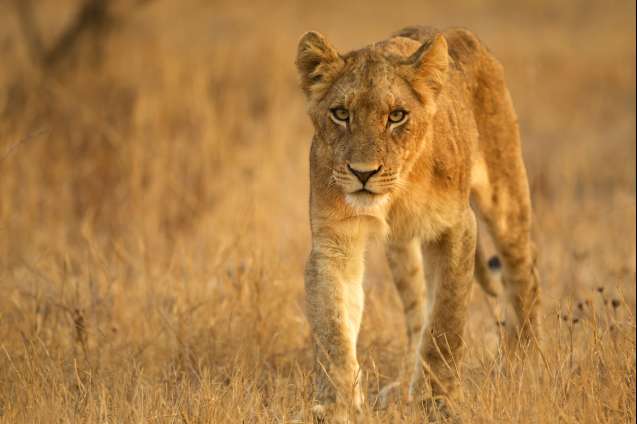 Big 5 Kruger National Park