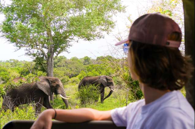 African safari wildlife encounters